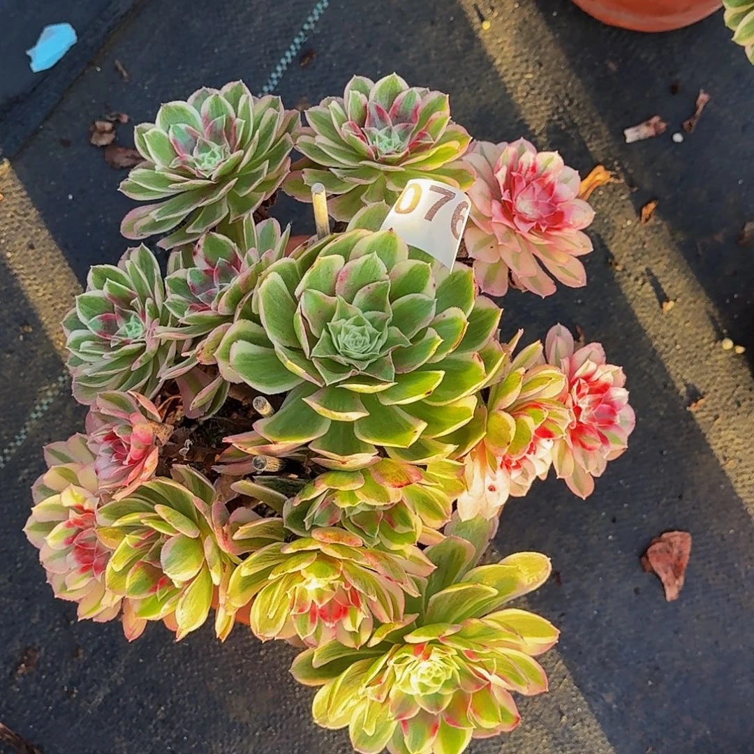 076孔雀翎冠服30公分