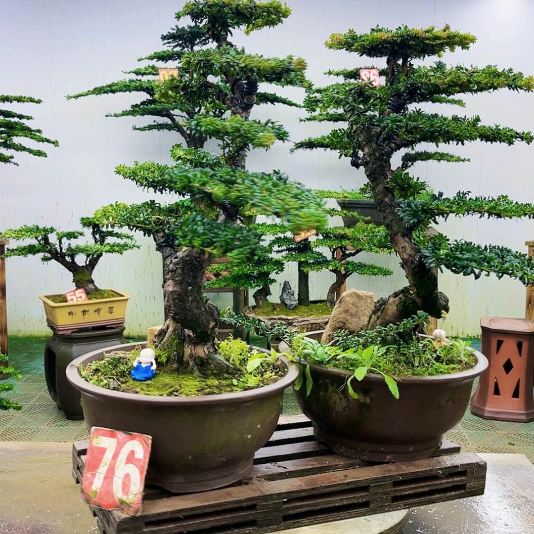 【闪购商品】无花朵晋****司