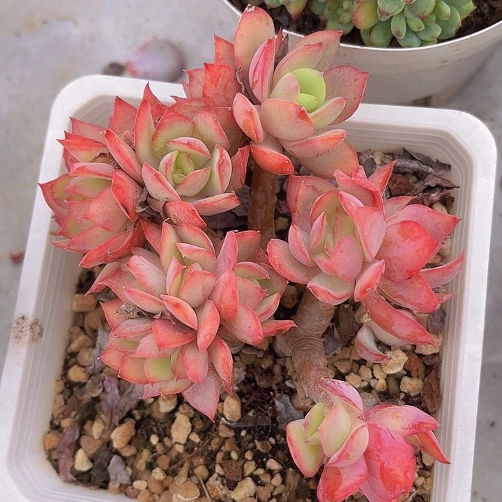 绮罗06117多肉植物
