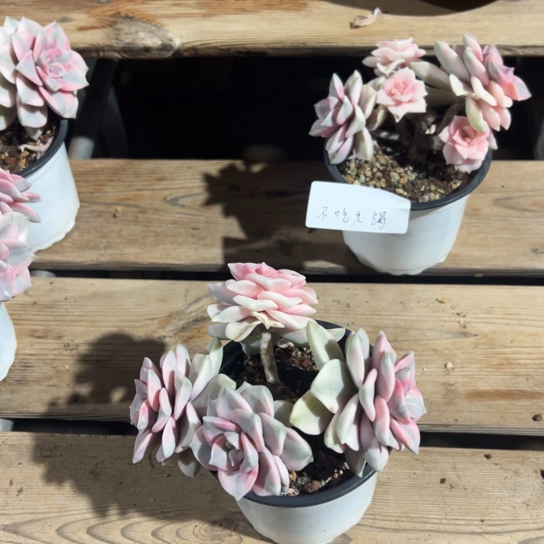 ?****8淘多肉紫乐锦一个