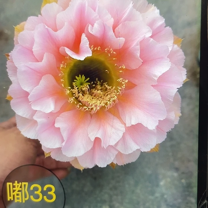 嘟33号4.7公分一代侧