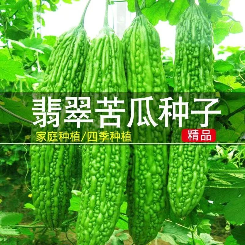 【拍2送1】春季种植苦瓜种子青皮苦瓜种高产特大绿油苦瓜肉多四季