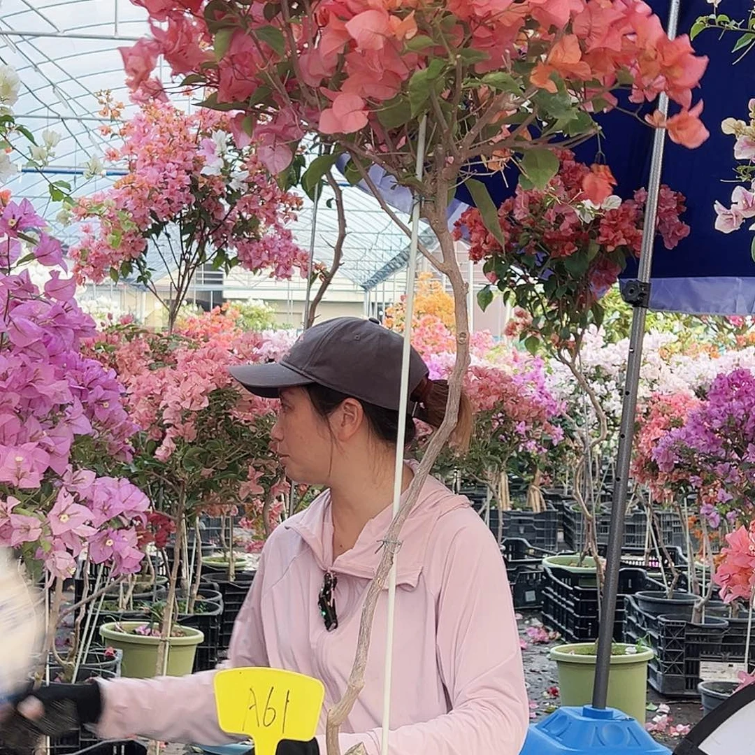 h***o大部分花苞少量开放A61波妹