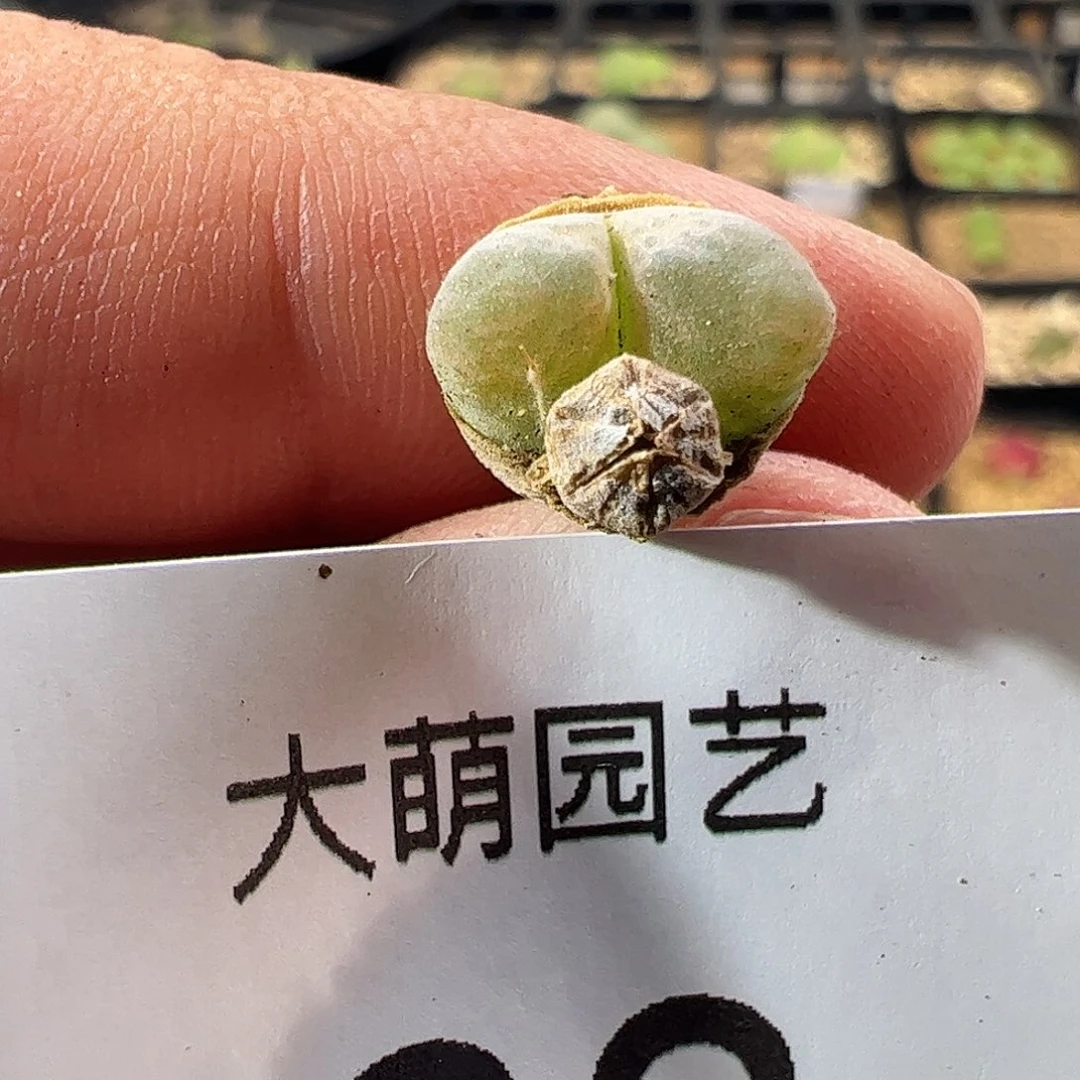 000063 一物一拍莉迪亚小雀斑风铃MG1810.26
