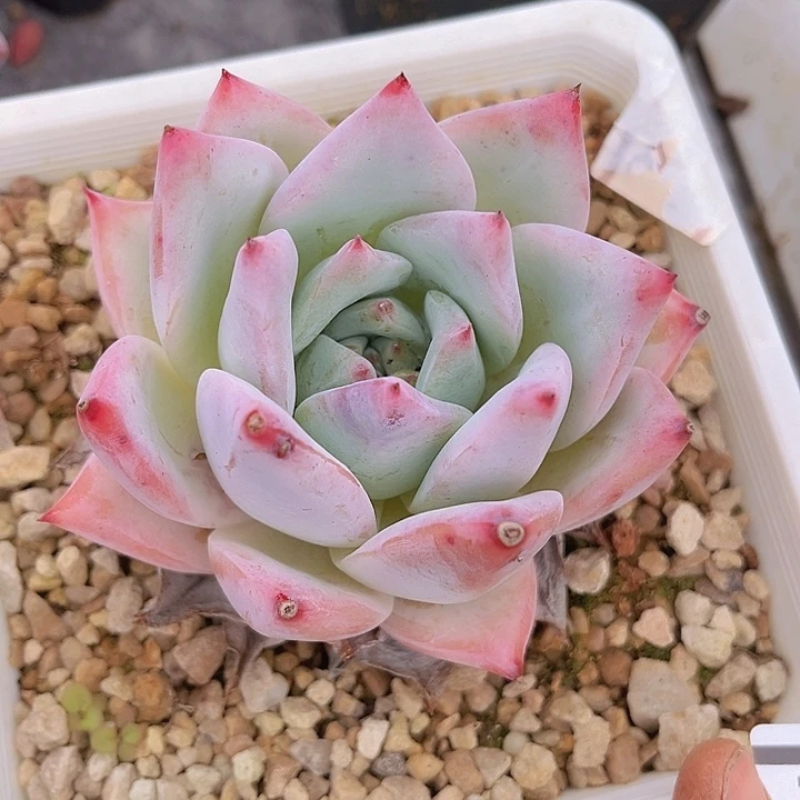 野卡20142多肉植物