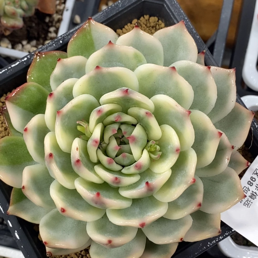 430吉娃锦大单头带根