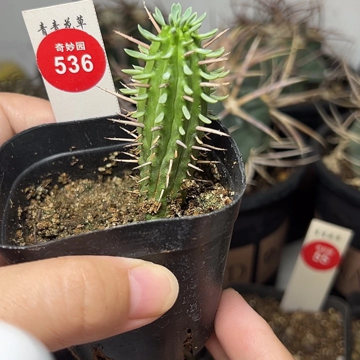 斗牛角猛刺大戟一棵仙人球