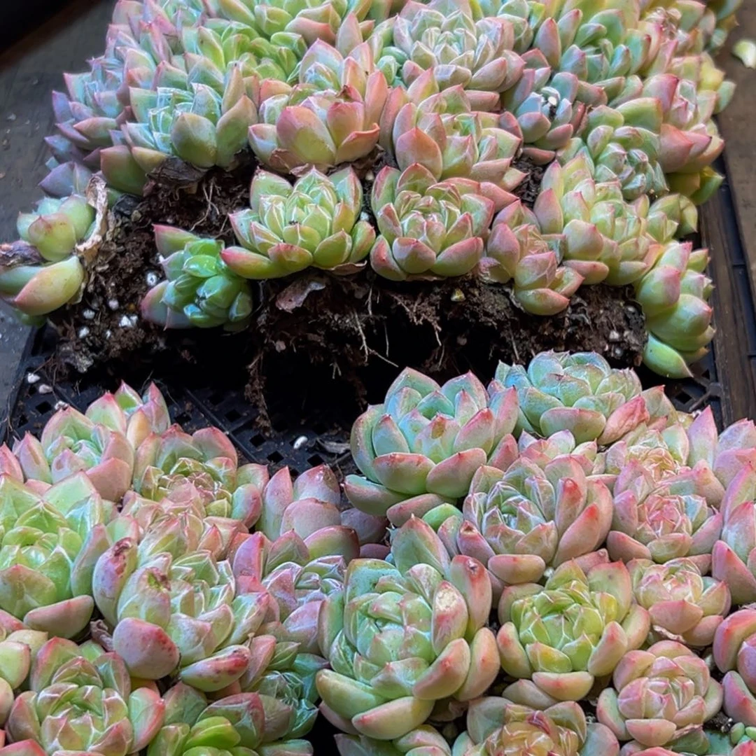 297量拍一盒的人是什么感受啊