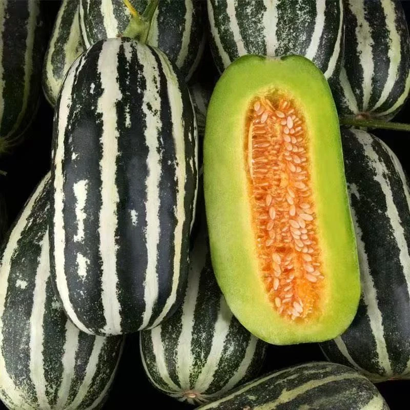 精品甜瓜  博洋九号  三斤
