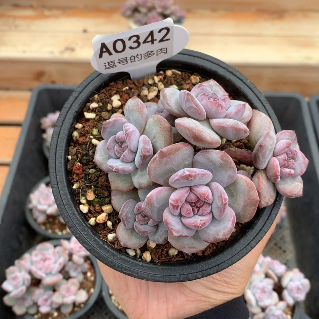 A0342 突尼斯小树七头 有砍 10cm