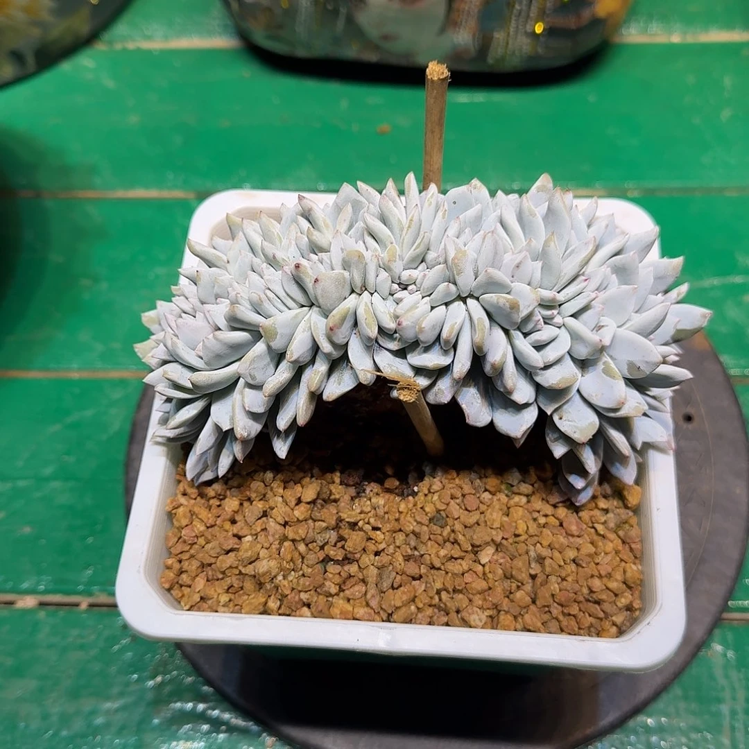 知****多肉植物多肉植物