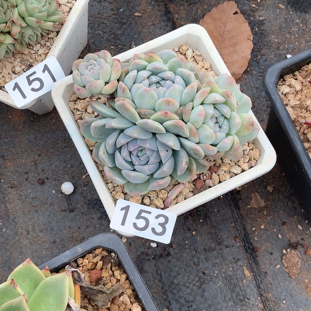 153 一物一拍多肉