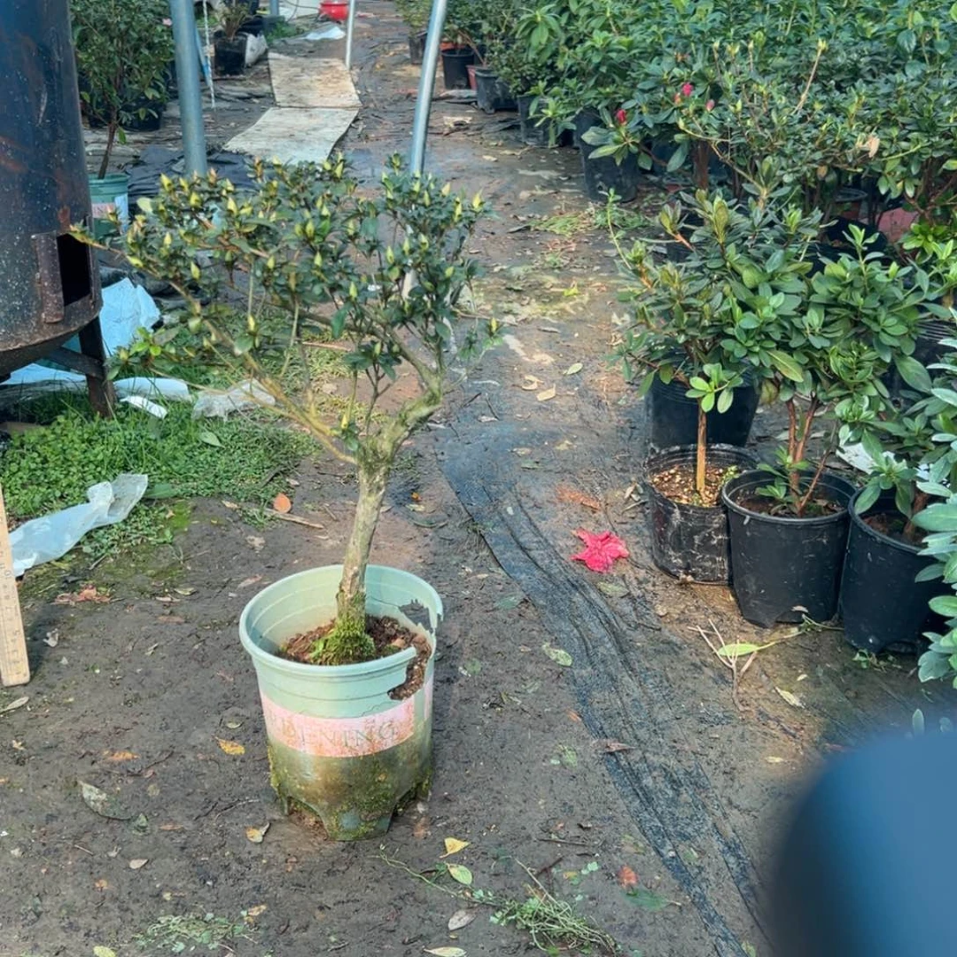 道***辉完全开放嫁接娟之舞