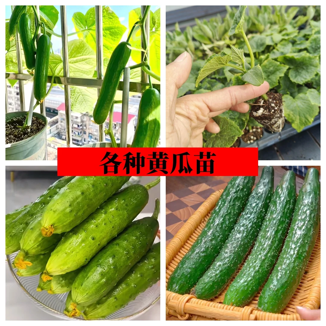 旱黄瓜苗秧苗老品种水果黄瓜种籽苗春秋季播高产抗病阳台盆栽菜苗