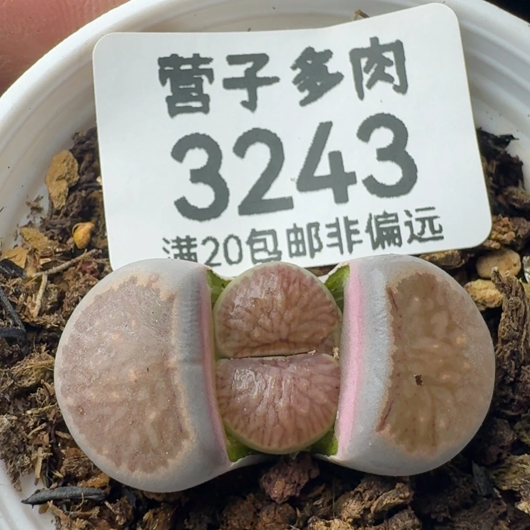 脱土菊。