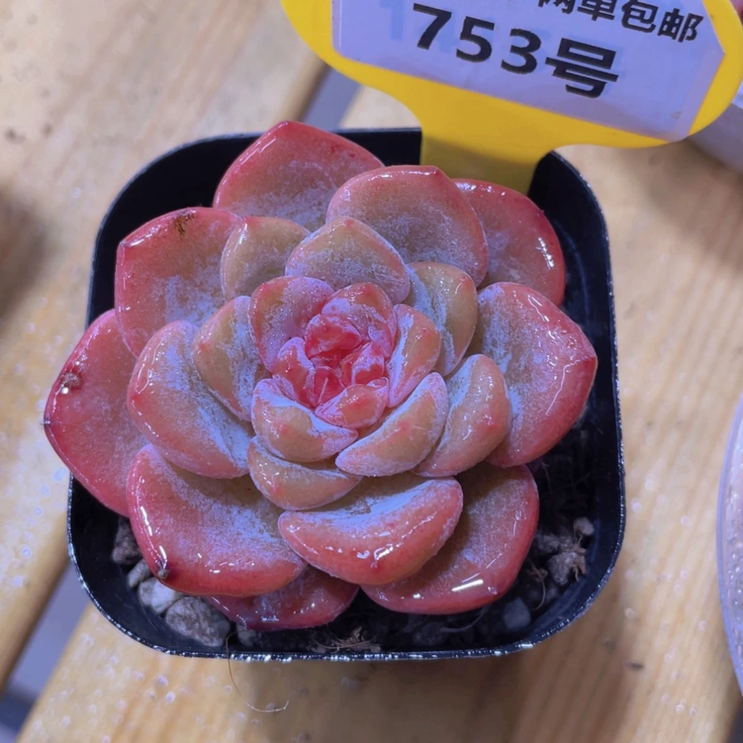 753号 孤品粉透糖心