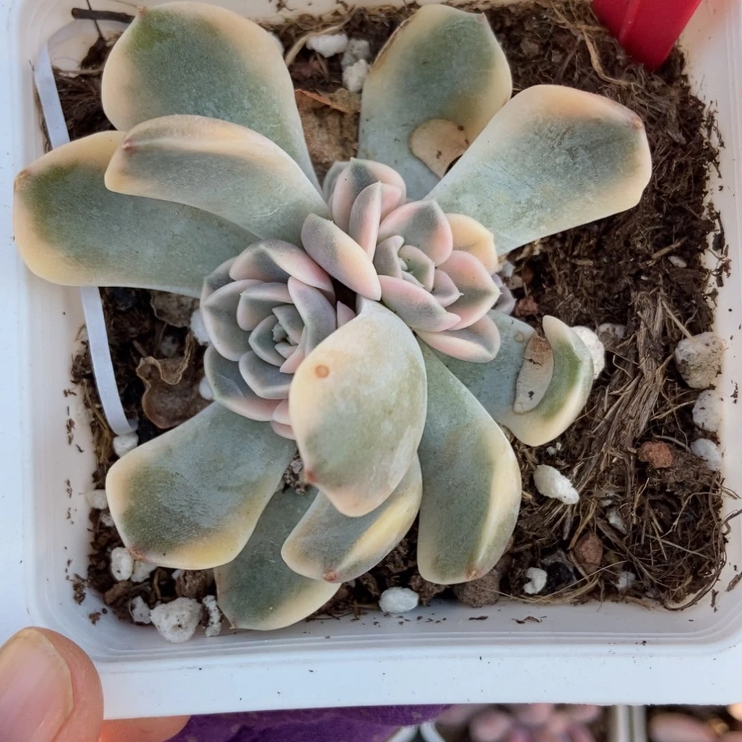 833汉堡锦多肉植物