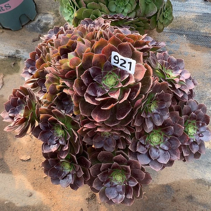 有点弯根赤焰莲921号