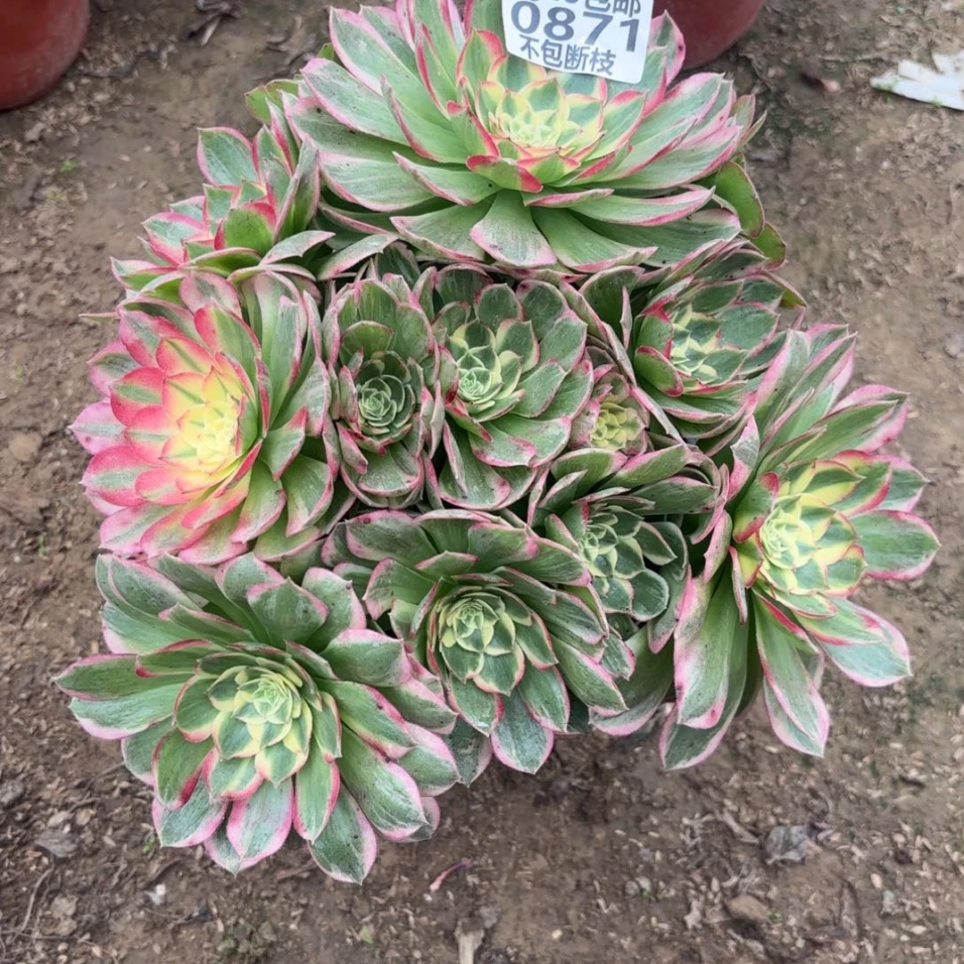 M. 871海王多肉1？ad