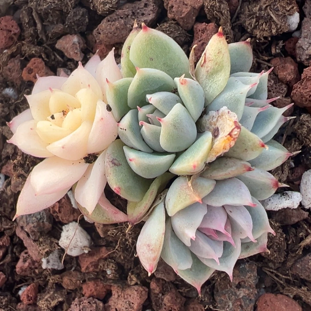 阿尔巴佳人锦，阴阳群