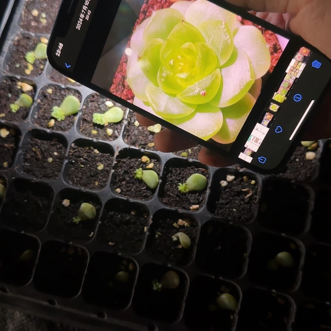 无尽灯芝麻一个满25包邮