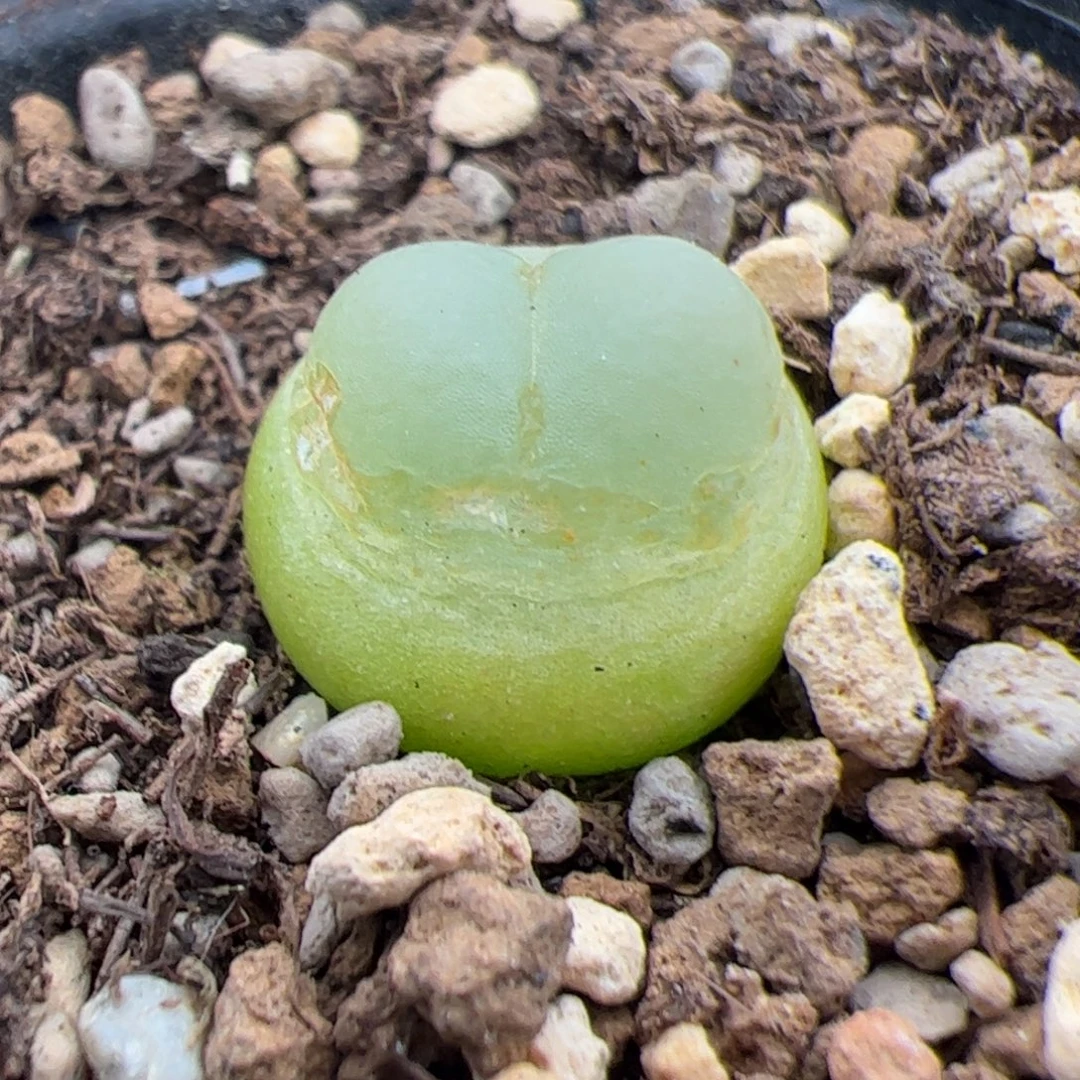 0258号拉登 多肉植物