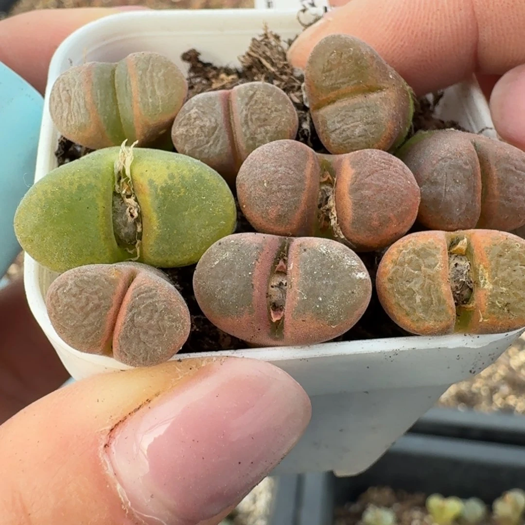 683九颗脱土福利出