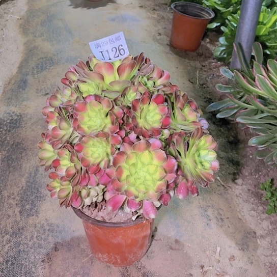 126韶华多肉植物