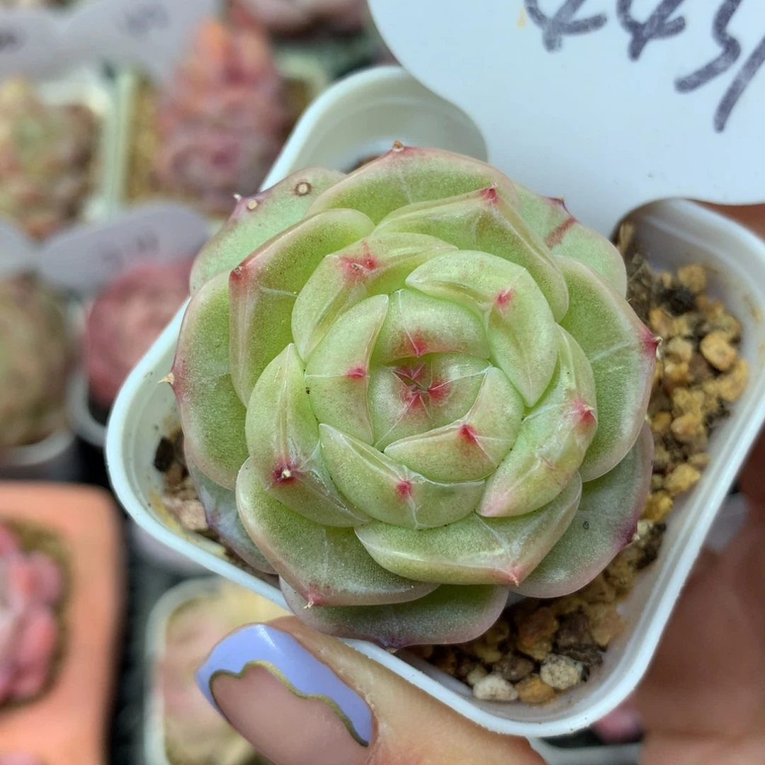 油透暗纹珍妮单头4437