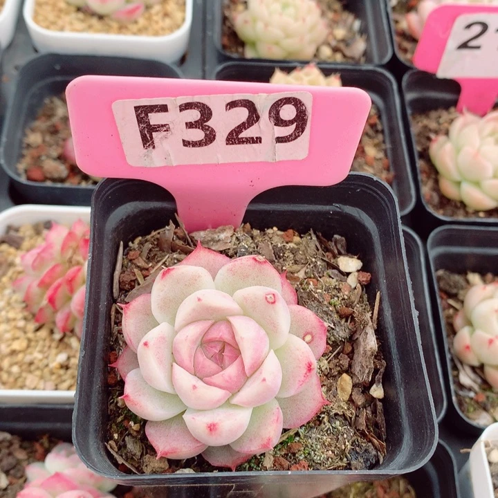 福利多肉植物5cm