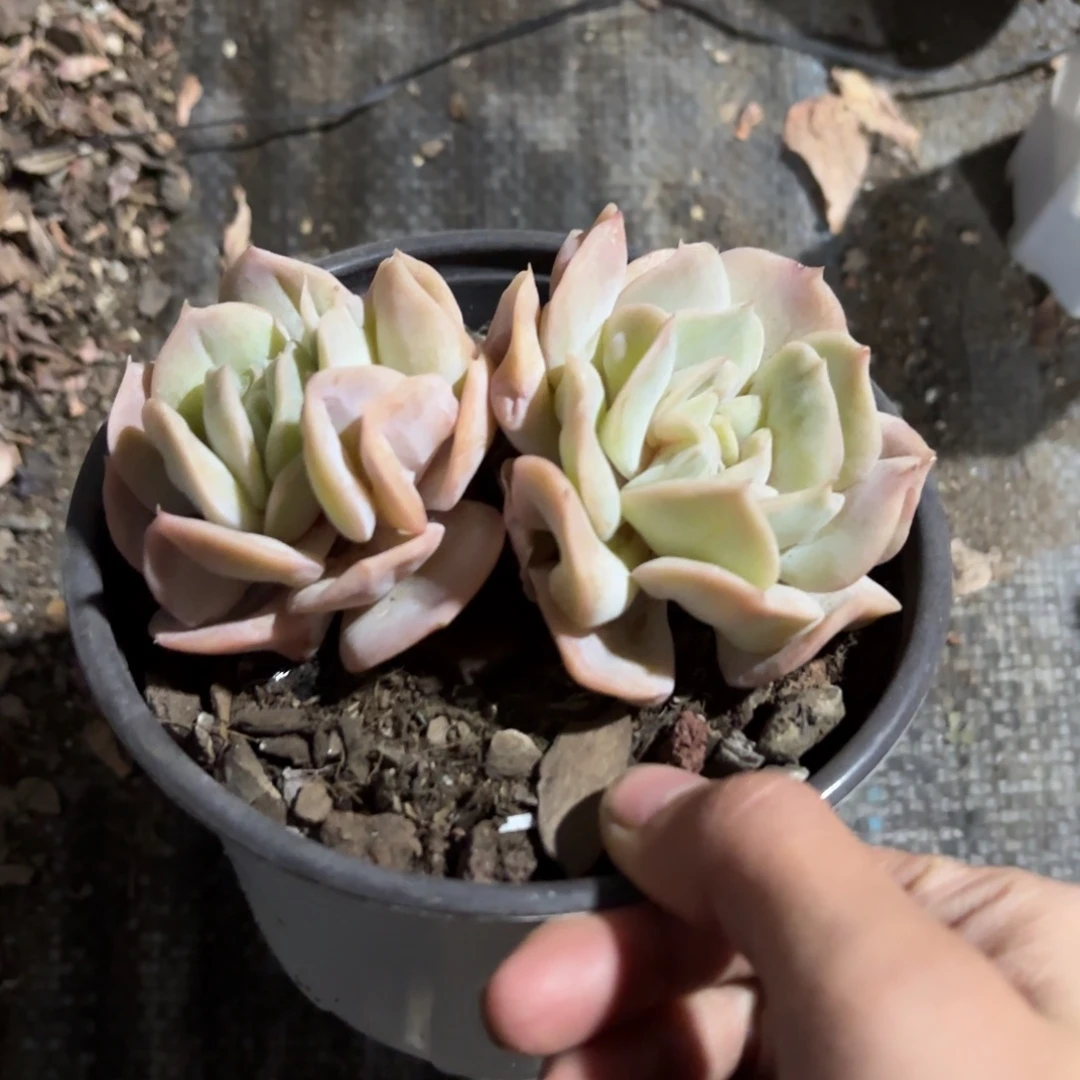 云瑶仙子12cm新疆包邮