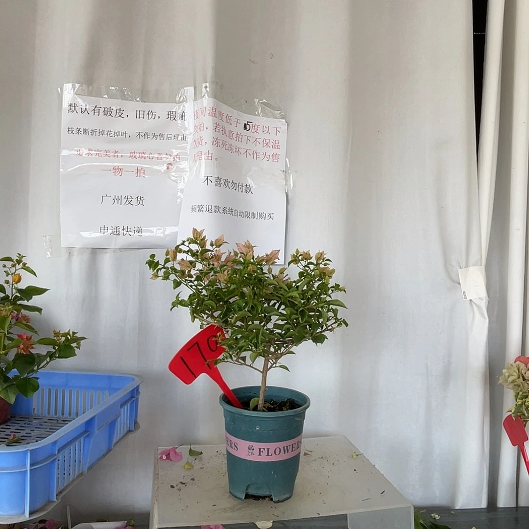 当前无花栽培后可以开花170魔法樱花放漏价