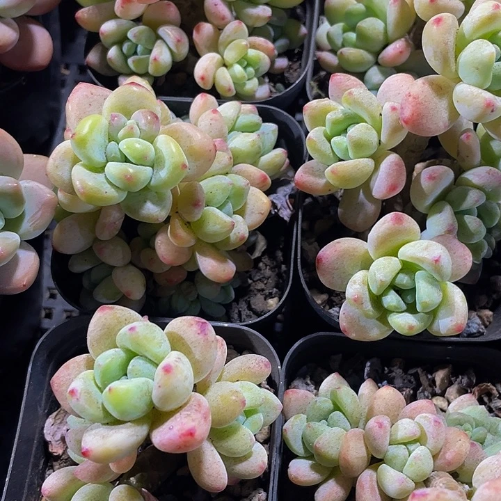 6.5方劳尔带盆土发