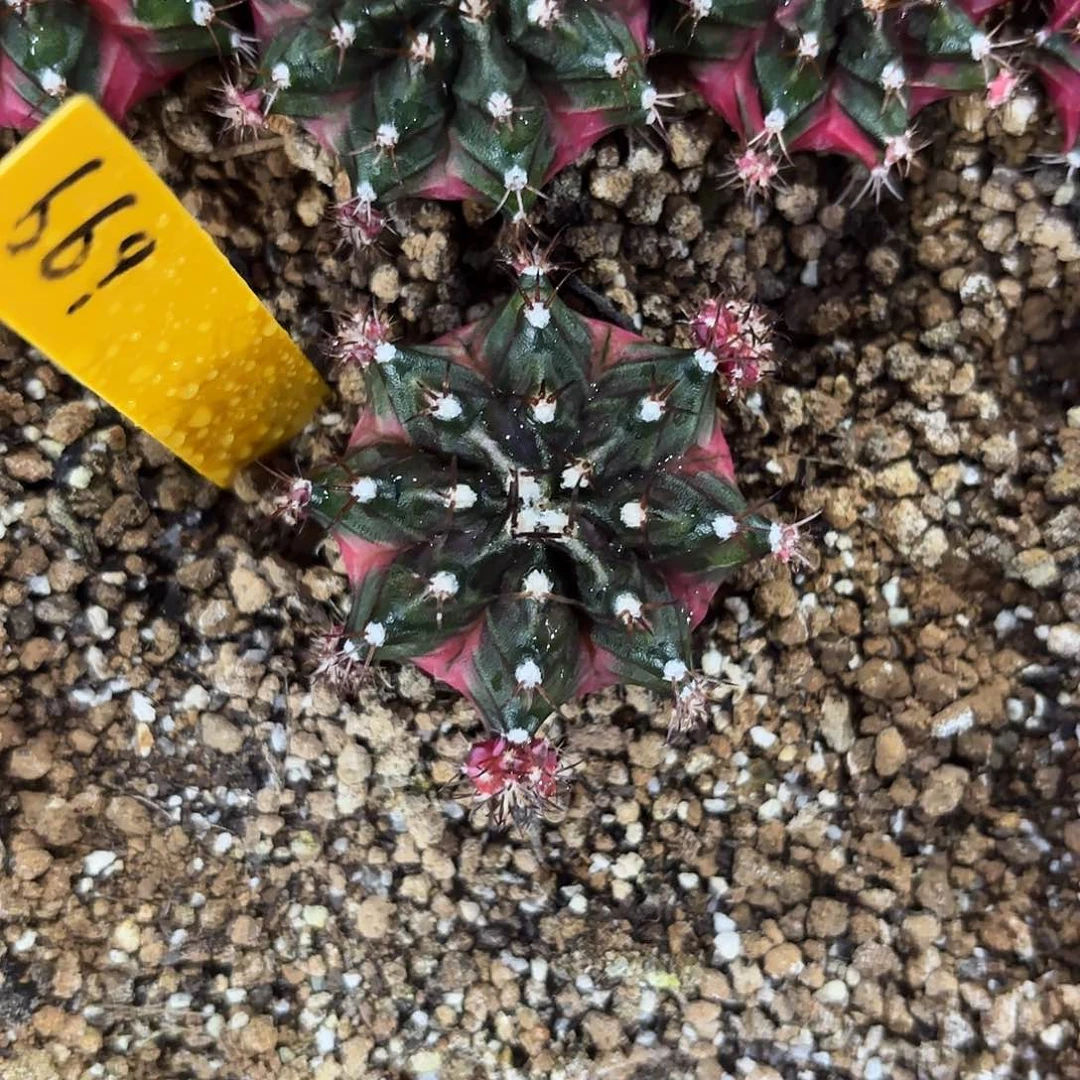 669-0917泰国发货 蓝莓