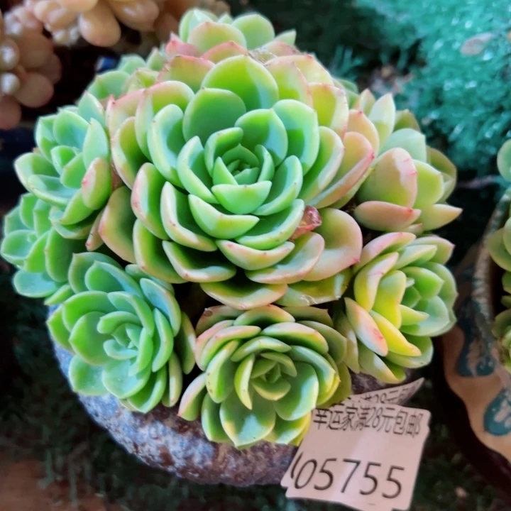 幸运的是我还在努力地