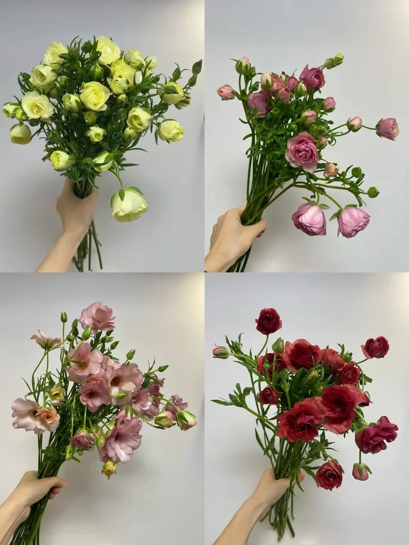 【源头一手价】2色混色蝴蝶洋牡丹一把 云南基地鲜花直发