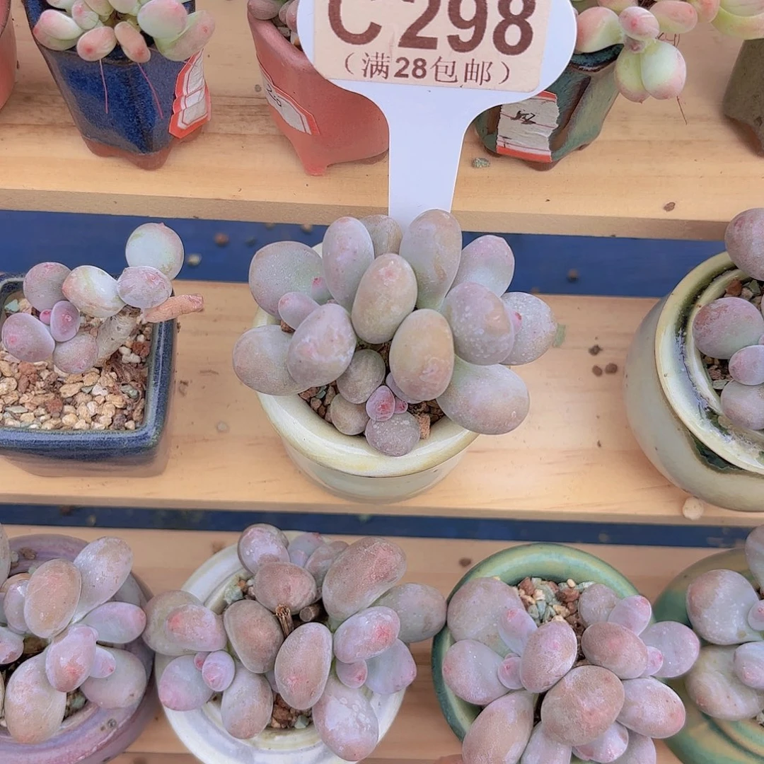 C298彩虹奶一物一拍