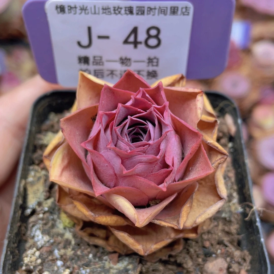 山地玫瑰548满38包邮裸根发货