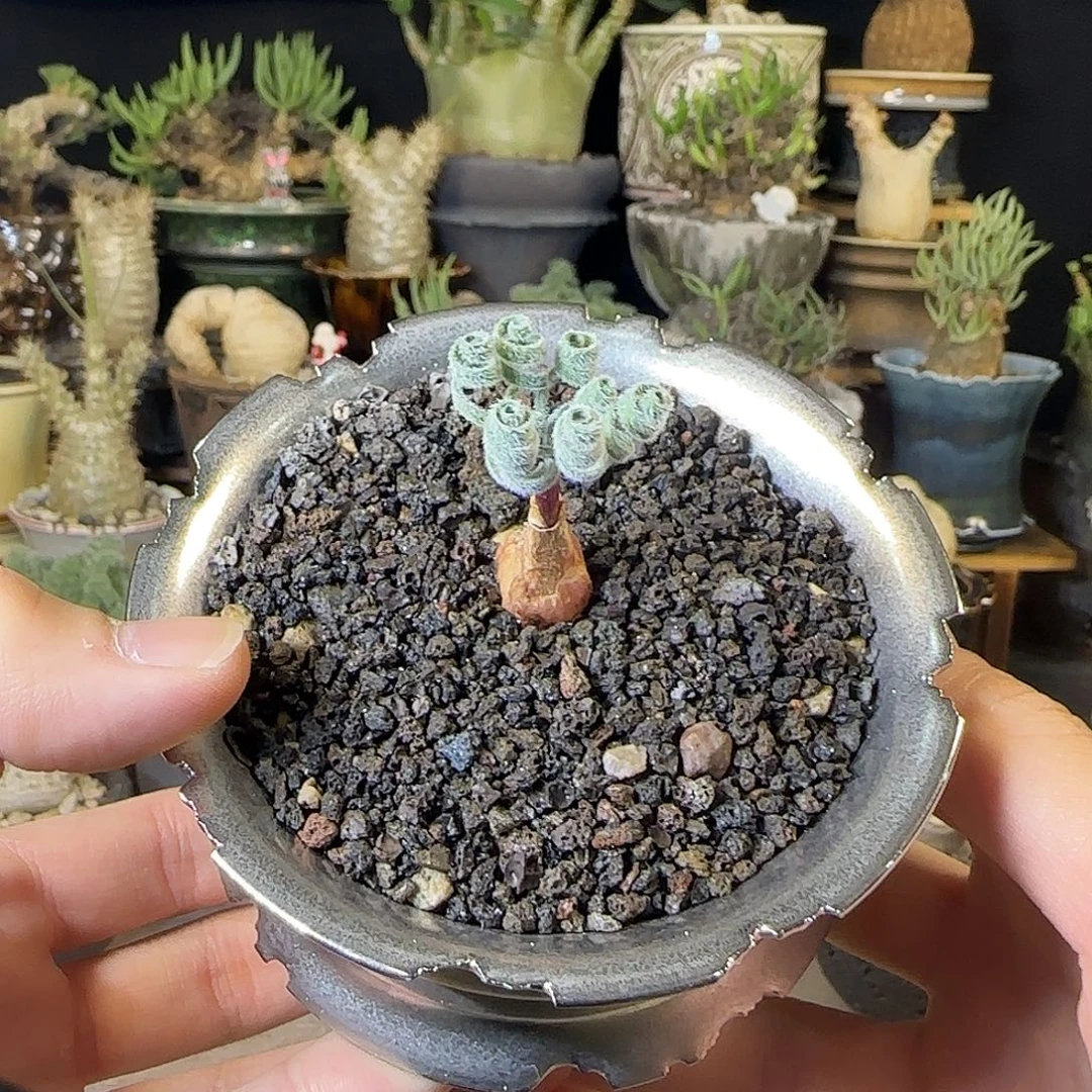 一物一拍弹簧草07