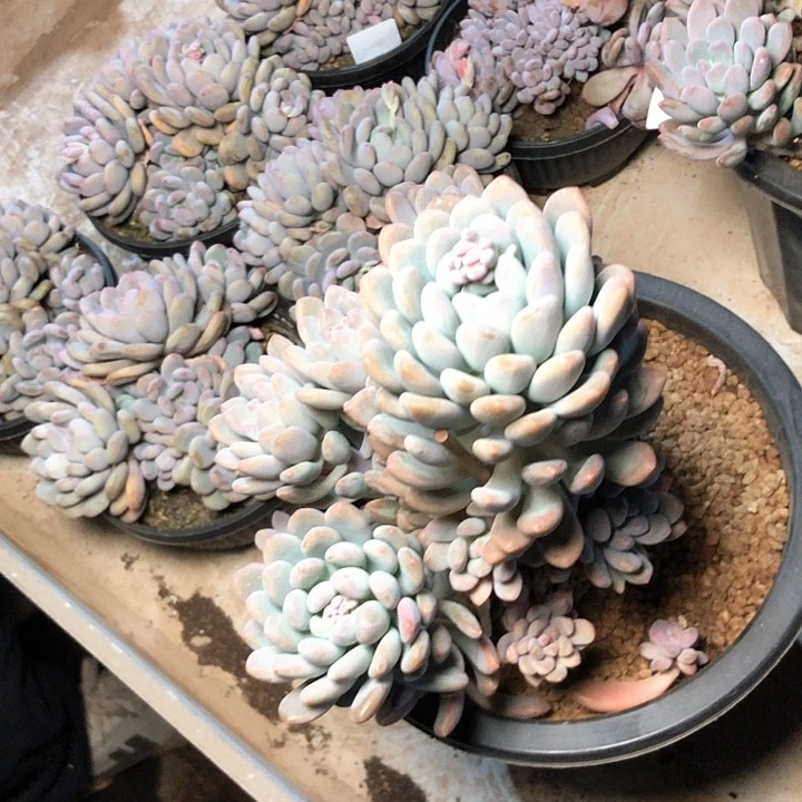 美**美51////////////////