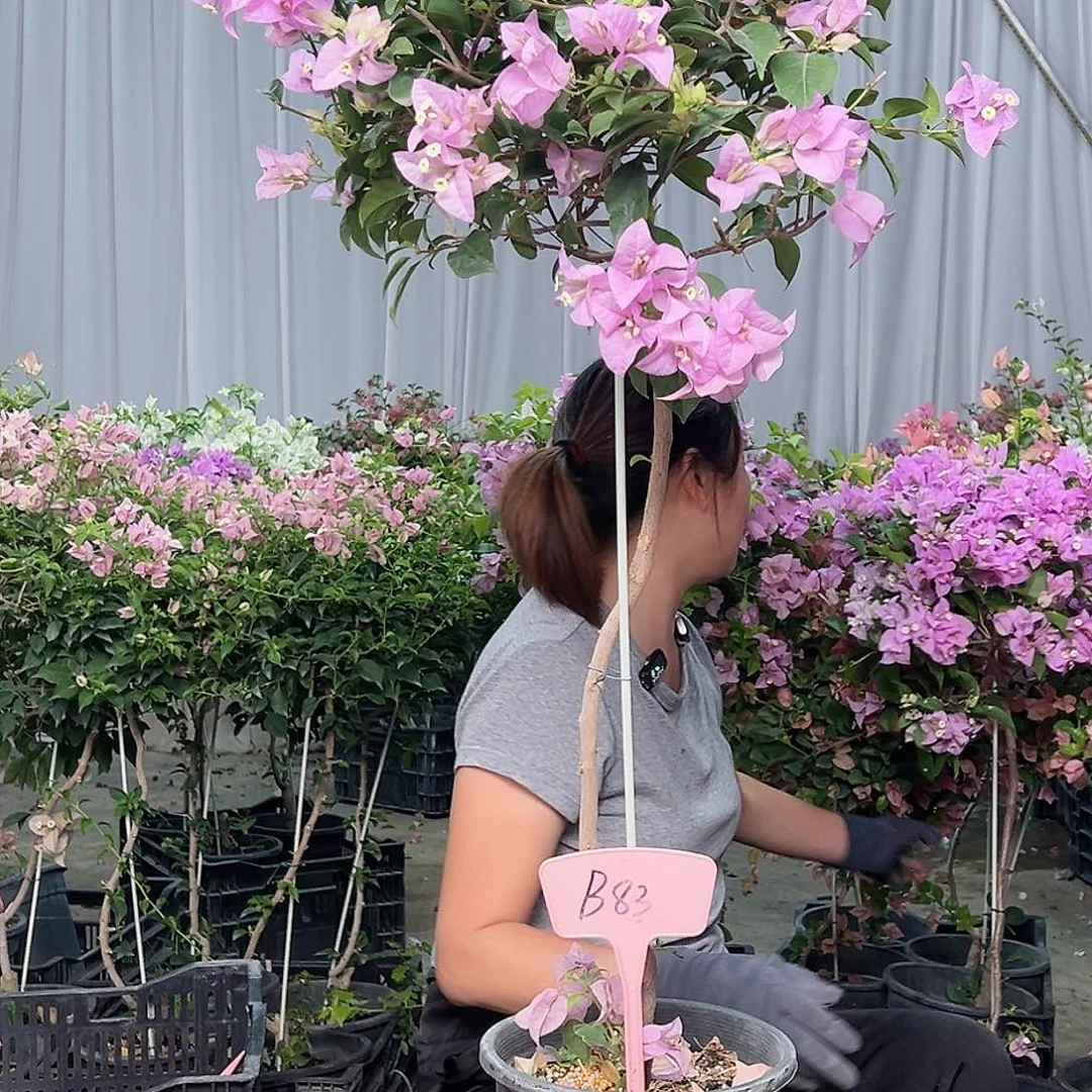 王***匡当前无花栽培后可以开花B83巴西紫