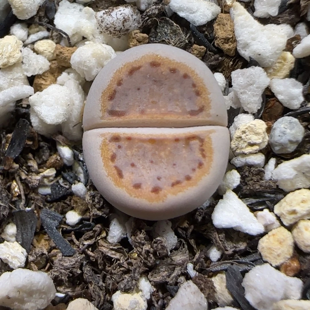 12.29.c218.9022无人福利