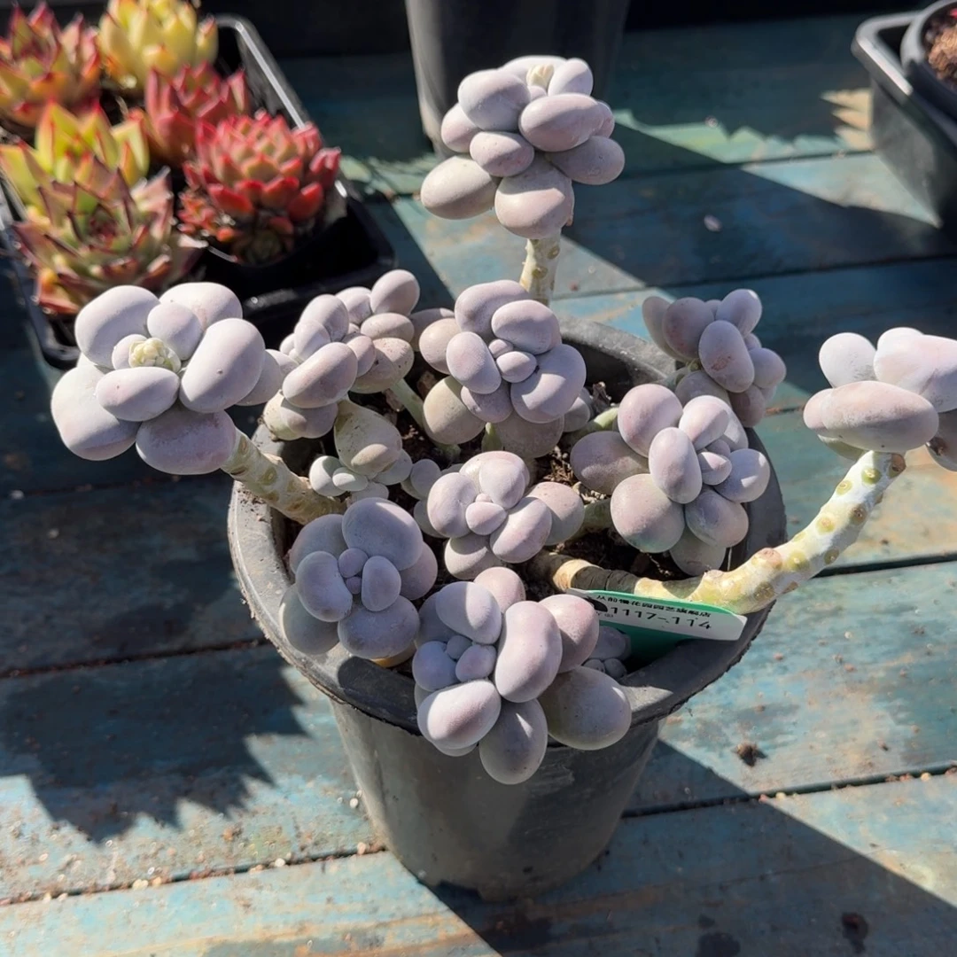 从前慢多肉精选编号1117.114