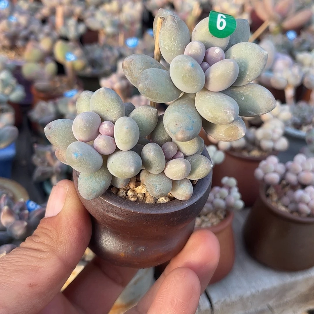 溜溜球 脱土发货 4口盆