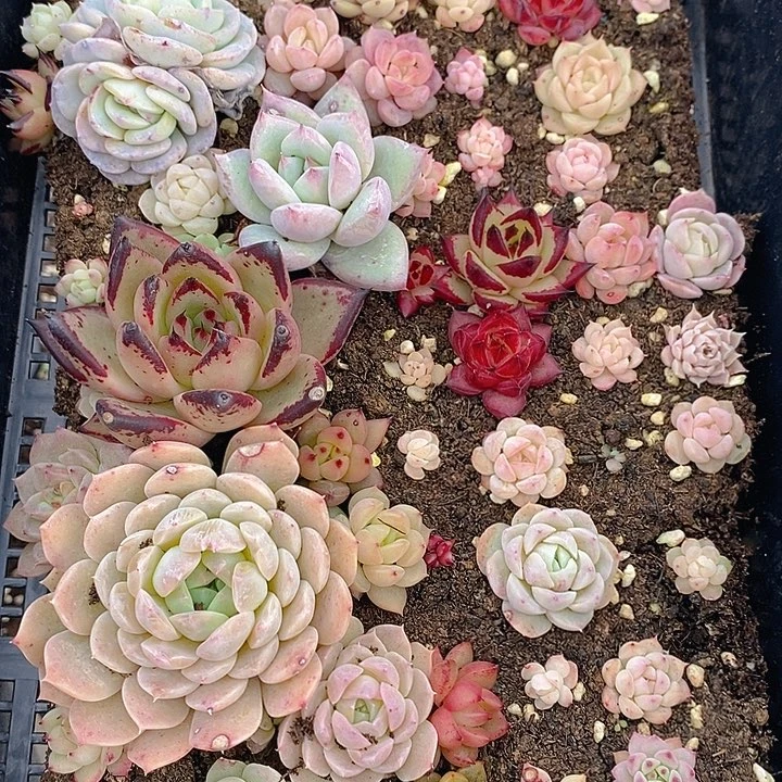 48 多肉植物盆栽花卉植物