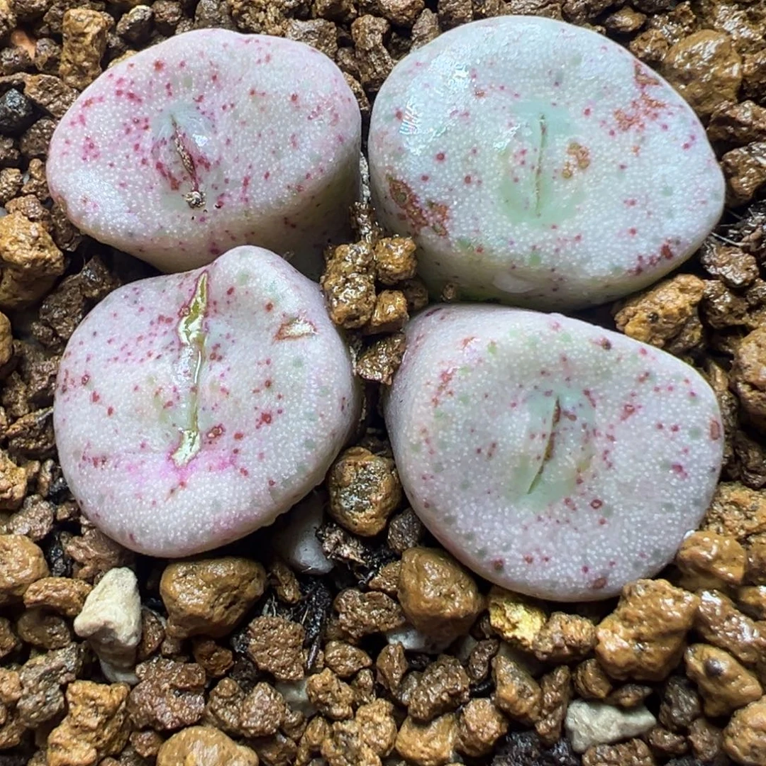 大s纽扣母本群多肉