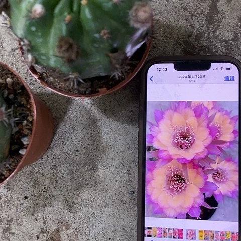 极光丽花，36899000