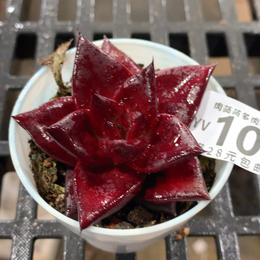 肉萌萌拇指盆精控多肉YV105