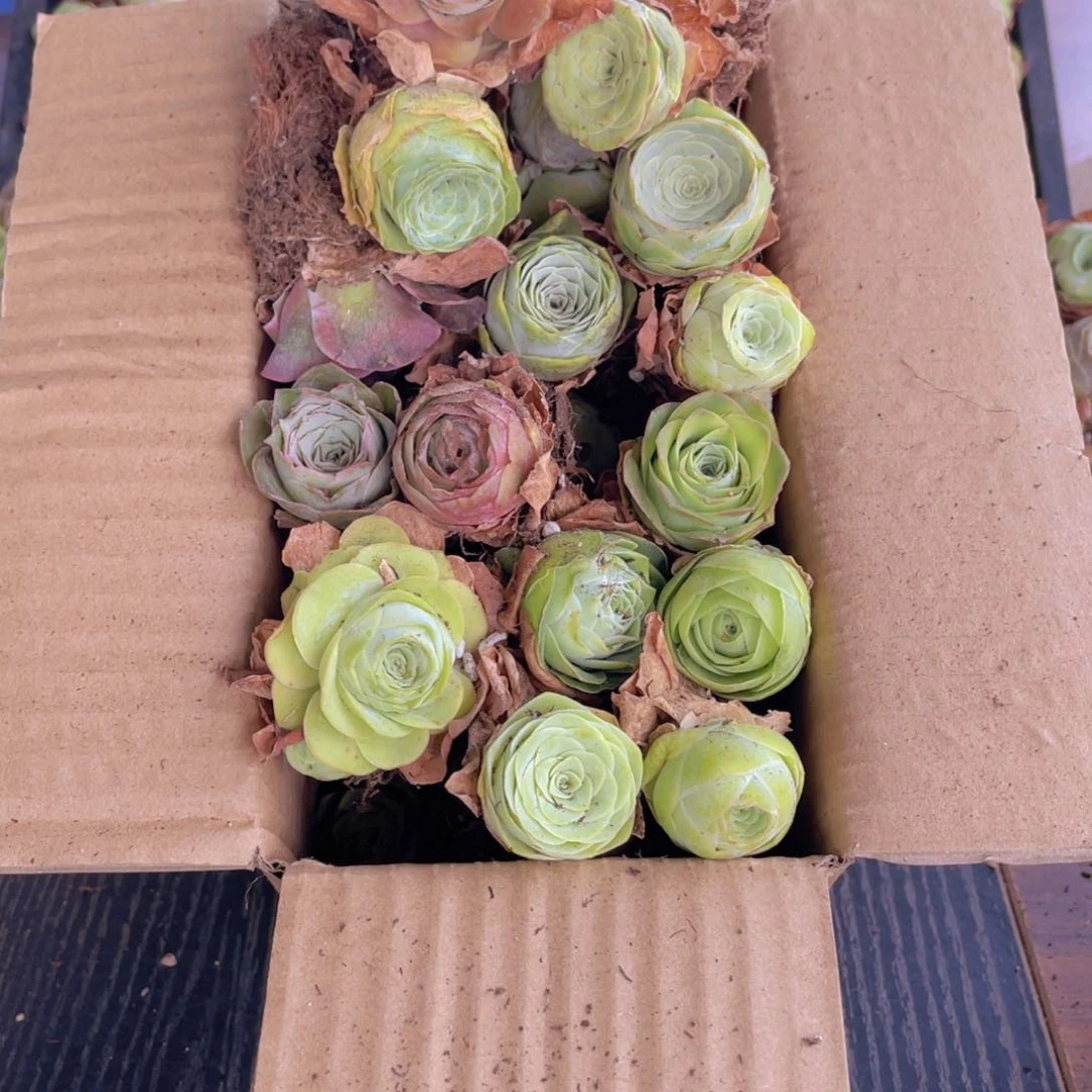 保底三十二颗量拍888888