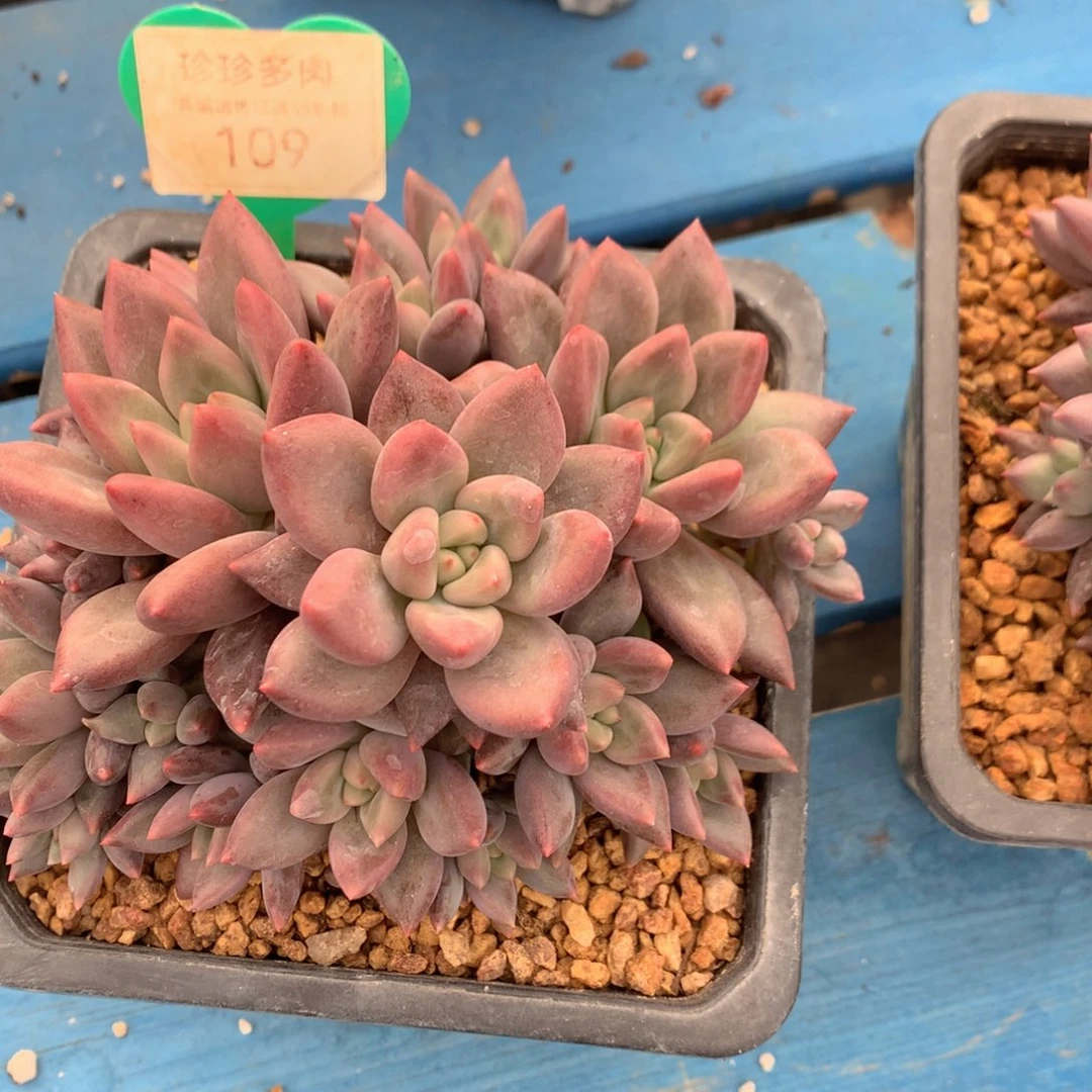 红蜻蜓老桩一物一拍109